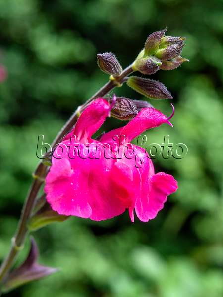 426150 - Pfirsichsalbei (Salvia greggii 'Fr. Rupp')