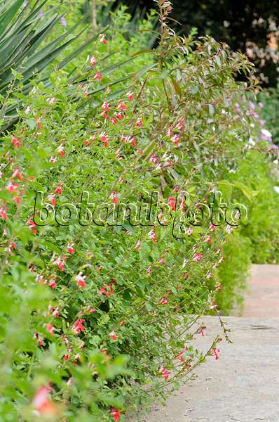 533123 - Pfirsichsalbei (Salvia greggii 'Hot Lips')