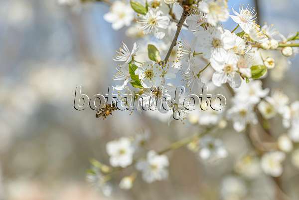 607176 - Pflaume (Prunus domestica)