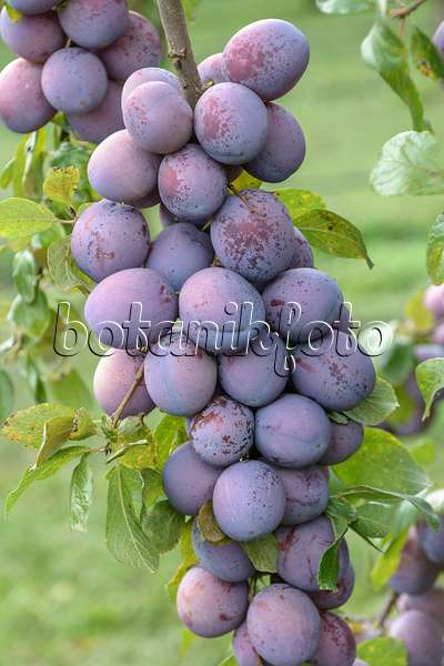 535366 - Pflaume (Prunus domestica 'President')