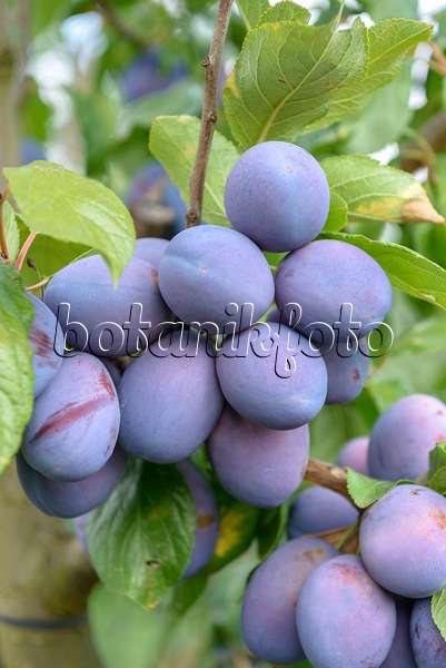 575237 - Pflaume (Prunus domestica 'President')