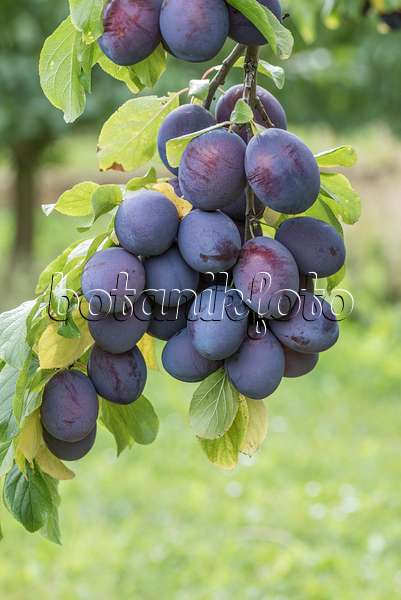 616086 - Pflaume (Prunus domestica 'President')