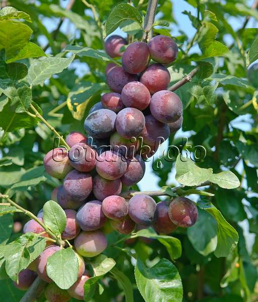 502377 - Pflaume (Prunus domestica 'The Czar')