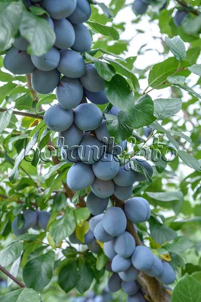 558187 - Pflaume (Prunus domestica 'Tophit')