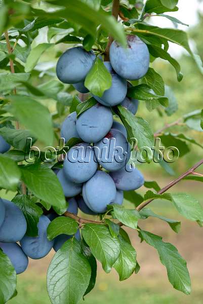 558188 - Pflaume (Prunus domestica 'Tophit')