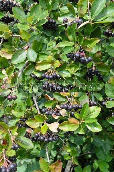498186 - Pflaumenblättrige Apfelbeere (Photinia x prunifolia syn. Aronia x prunifolia)