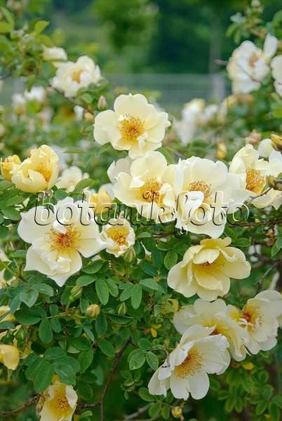 490143 - Pimpinellifolia-Rose (Rosa Aicha)