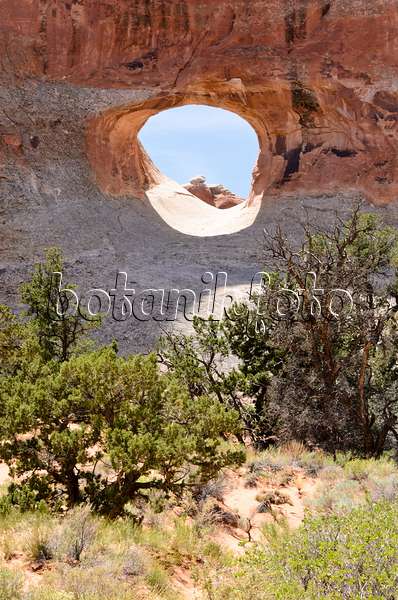 508273 - Pinyon-Kiefer (Pinus edulis) am Tunnel Arch, Nationalpark Arches, Utah, USA