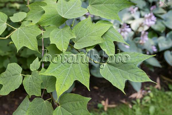 638028 - Platanenblättrige Alangie (Alangium platanifolium)