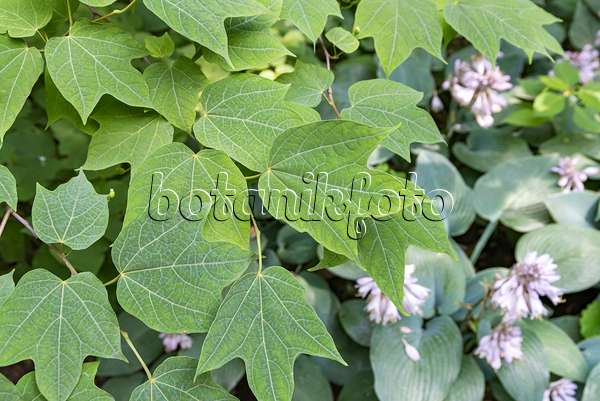 638029 - Platanenblättrige Alangie (Alangium platanifolium)