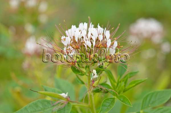 535003 - Polanisia dodecandra subsp. trachysperma