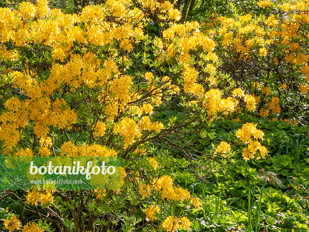 413018 - Pontische Azalee (Rhododendron luteum)