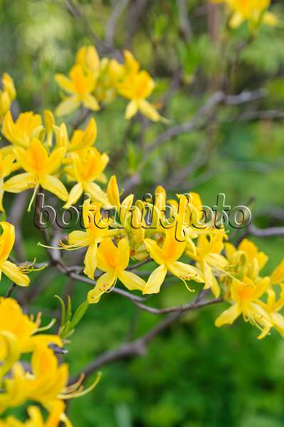 484077 - Pontische Azalee (Rhododendron luteum)