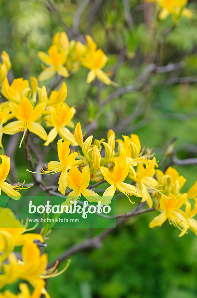 484077 - Pontische Azalee (Rhododendron luteum)