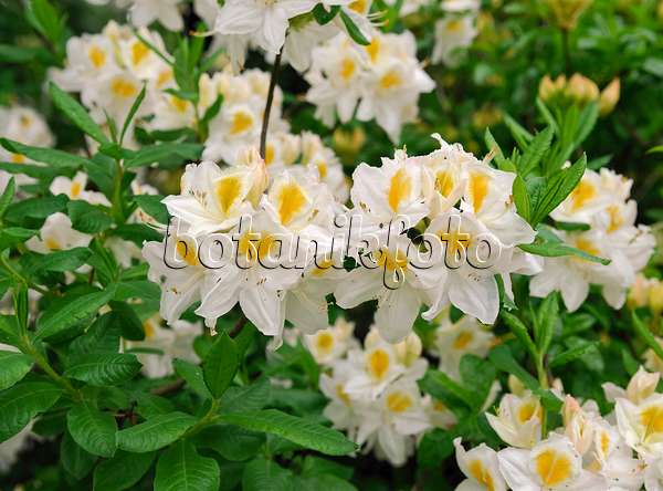 454071 - Pontische Azalee (Rhododendron luteum 'Persil')