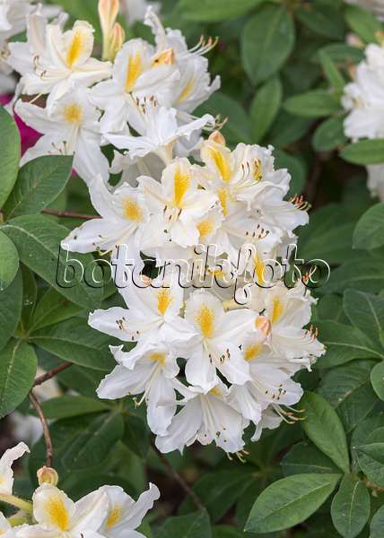 651475 - Pontische Azalee (Rhododendron luteum 'Persil')