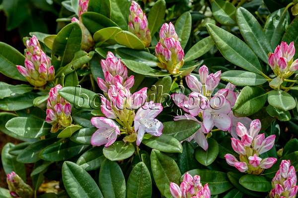 593179 - Pontischer Rhododendron (Rhododendron ponticum 'Picotee')