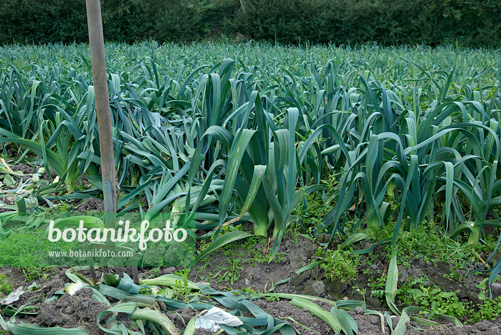 457044 - Porree (Allium porrum) mit Grabforke