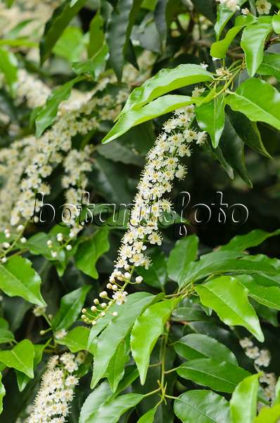533046 - Portugiesische Lorbeerkirsche (Prunus lusitanica)