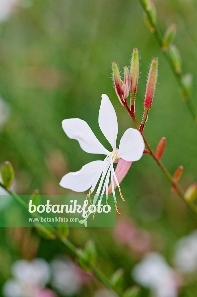 475179 - Prachtkerze (Gaura lindheimeri)