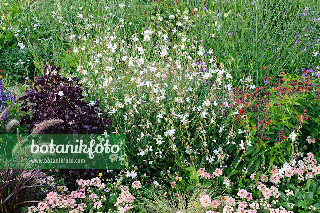 475185 - Prachtkerze (Gaura lindheimeri)