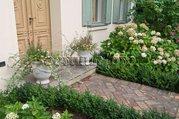 559142 - Prachtkerzen (Gaura lindheimeri), Zauberglöckchen (Calibrachoa) und Hortensien (Hydrangea) vor einem Hauseingang