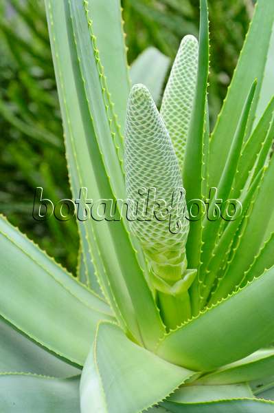 467039 - Prächtige Aloe (Aloe speciosa)