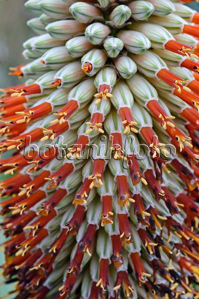 469004 - Prächtige Aloe (Aloe speciosa)
