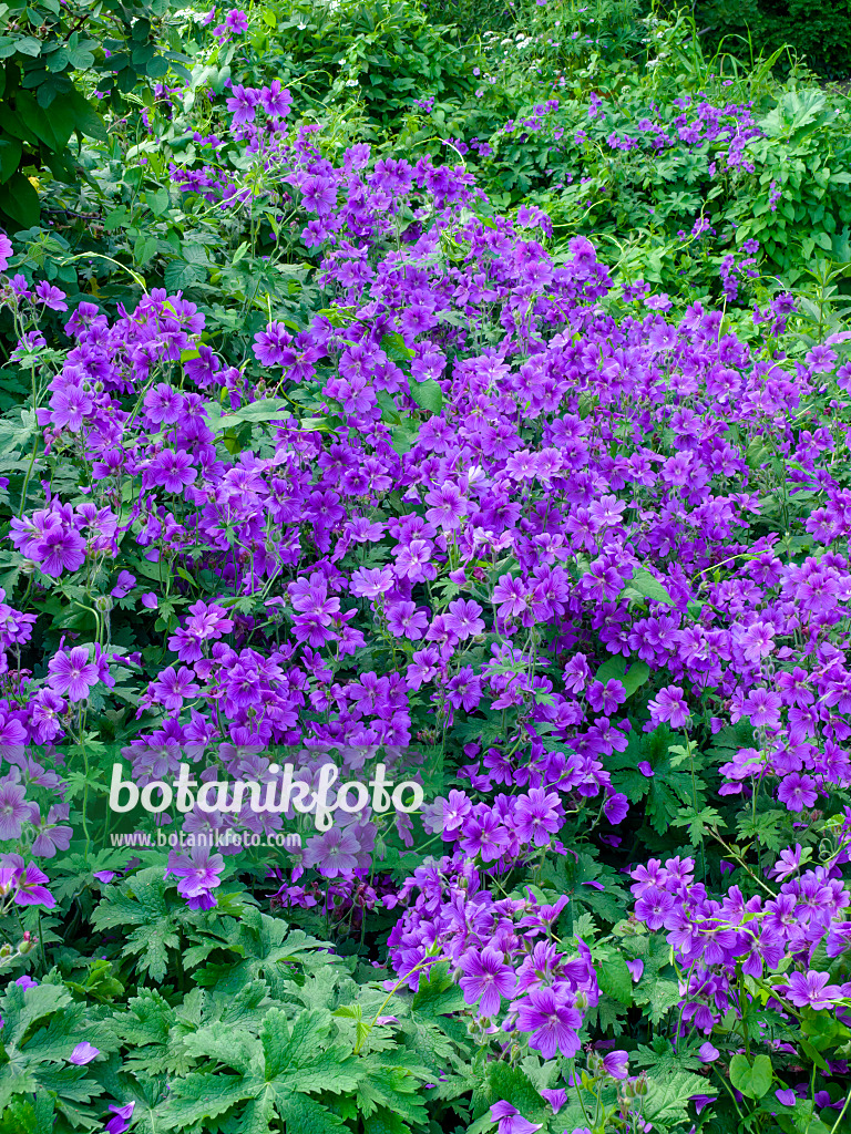 449011 - Prächtiger Storchschnabel (Geranium x magnificum)