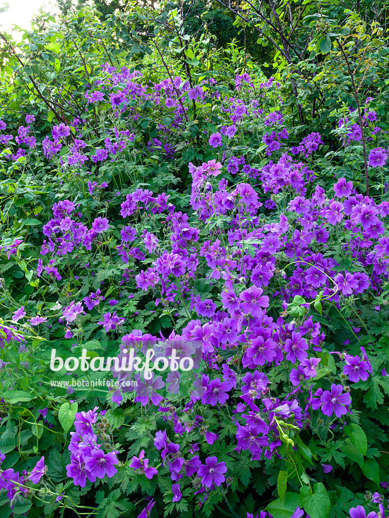 449012 - Prächtiger Storchschnabel (Geranium x magnificum)