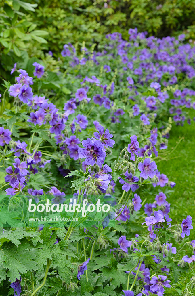 496308 - Prächtiger Storchschnabel (Geranium x magnificum)