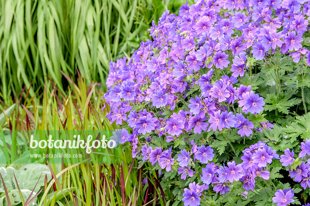 593088 - Prächtiger Storchschnabel (Geranium x magnificum 'Rosemoor')