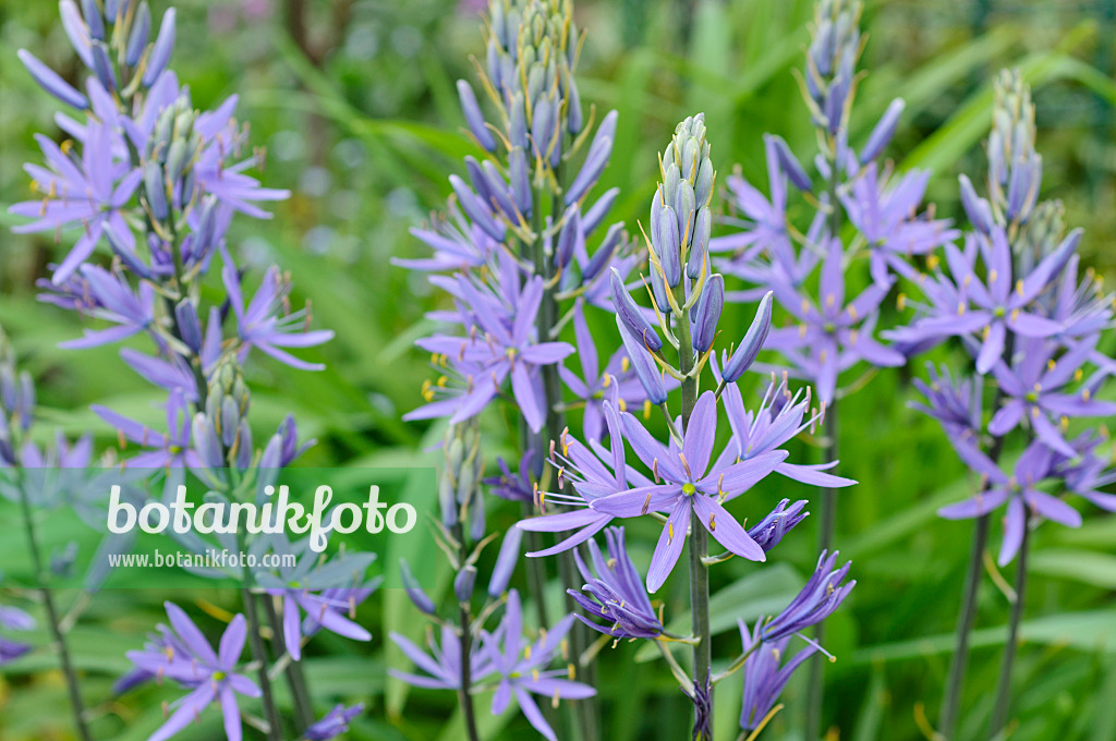 471290 - Prärielilie (Camassia leichtlinii)