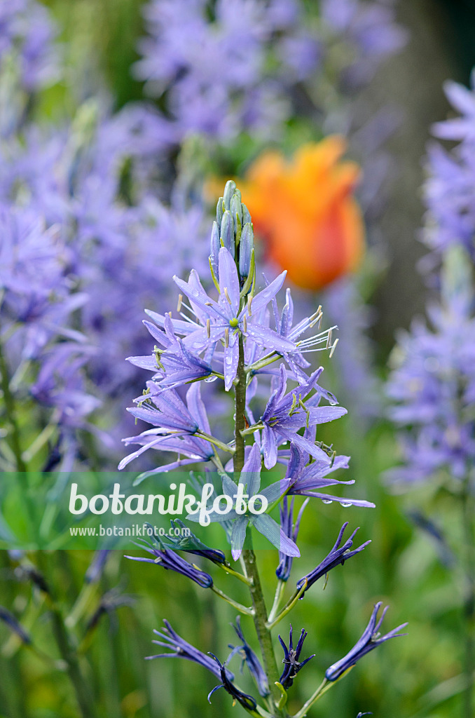 520132 - Prärielilie (Camassia leichtlinii)