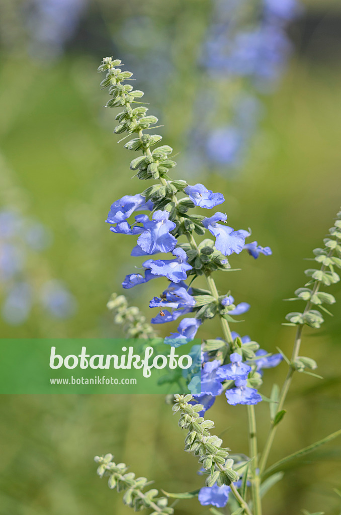 548142 - Präriesalbei (Salvia azurea var. grandiflora)