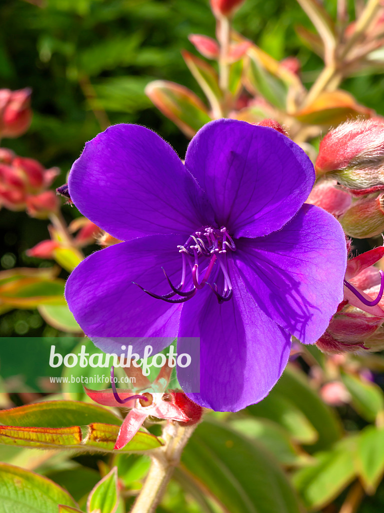 441027 - Prinzessinnenblume (Tibouchina urvilleana)