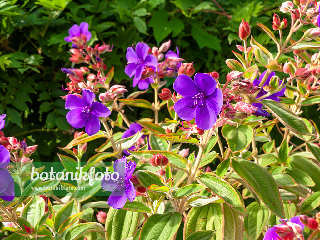 441028 - Prinzessinnenblume (Tibouchina urvilleana)