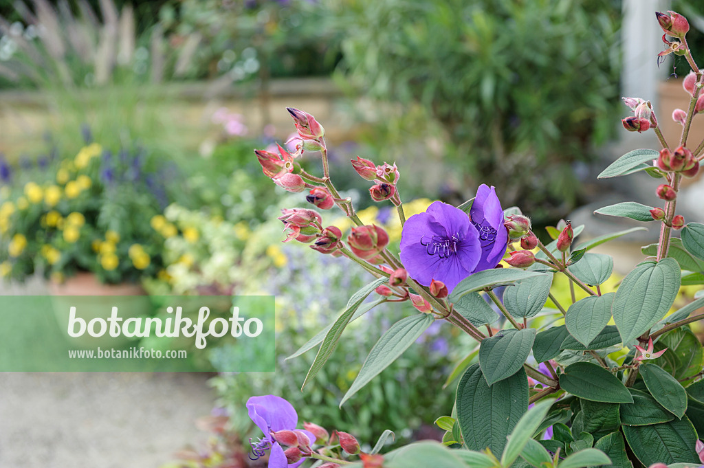 535329 - Prinzessinnenblume (Tibouchina urvilleana)