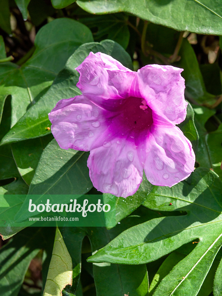 434290 - Prunkwinde (Ipomoea mauritiana syn. Ipomoea digitata)