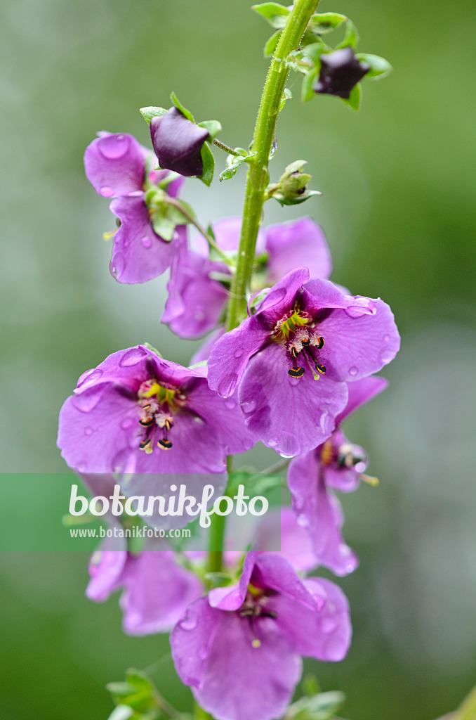 520220 - Purpurblütige Königskerze (Verbascum phoeniceum)