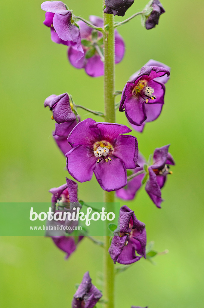 544139 - Purpurblütige Königskerze (Verbascum phoeniceum)