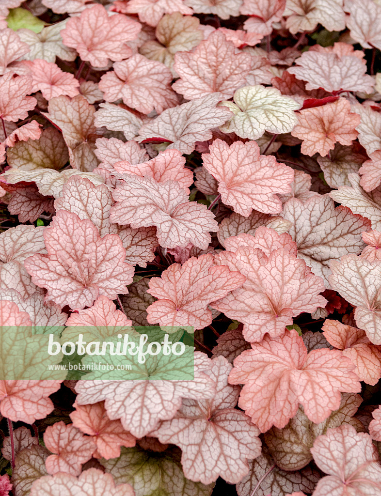 547150 - Purpurglöckchen (Heuchera Georgia Peach)