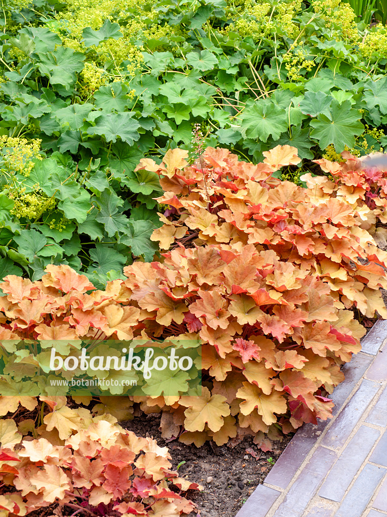 462151 - Purpurglöckchen (Heuchera villosa 'Caramel') und Frauenmantel (Alchemilla)