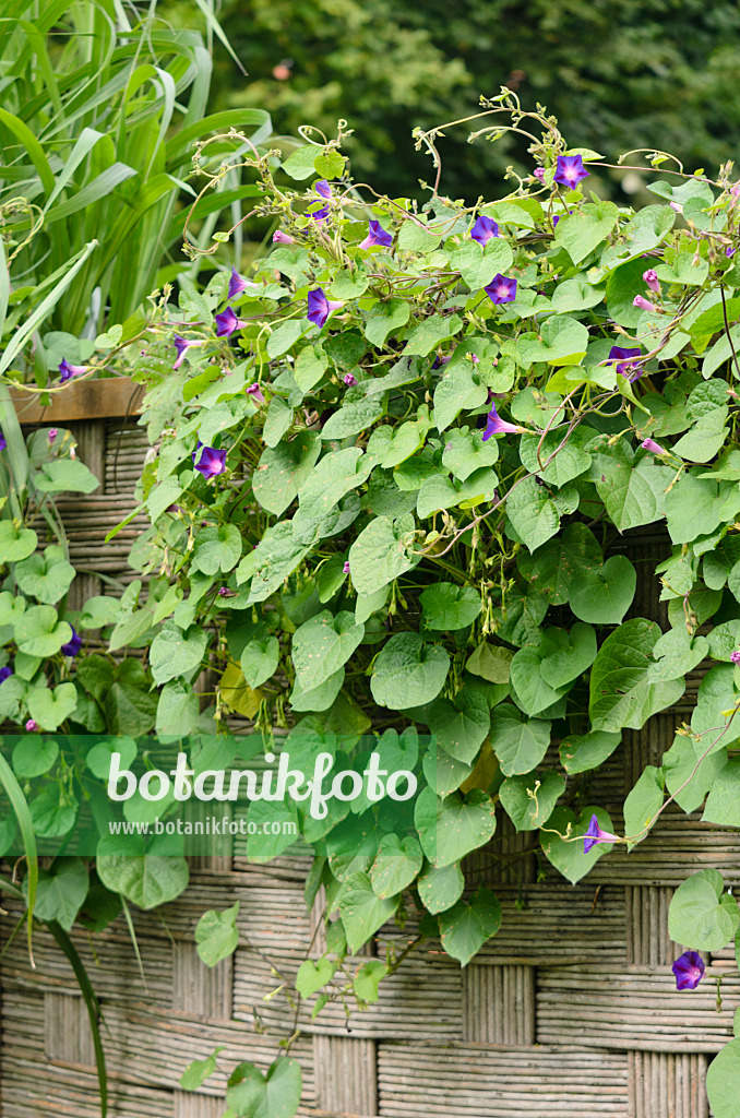 572065 - Purpurne Prunkwinde (Ipomoea purpurea) auf einer Sichtschutzwand