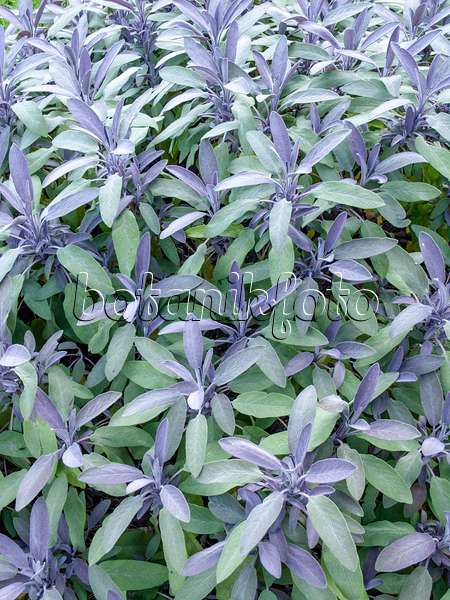 451021 - Purpursalbei (Salvia officinalis 'Purpurascens')