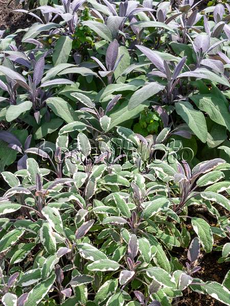 487197 - Purpursalbei (Salvia officinalis 'Purpurascens')