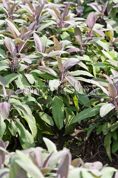 487276 - Purpursalbei (Salvia officinalis 'Purpurascens')
