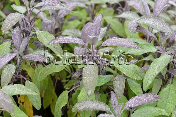 534373 - Purpursalbei (Salvia officinalis 'Purpurascens')