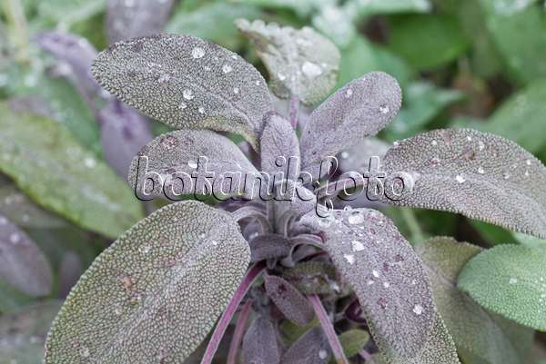550029 - Purpursalbei (Salvia officinalis 'Purpurascens')