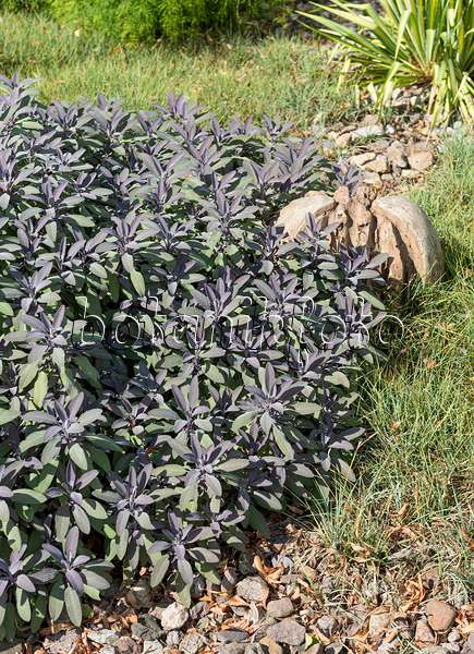 651506 - Purpursalbei (Salvia officinalis 'Purpurascens')